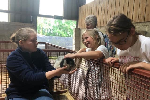 Meeting more guinea pigs at Playdale Farm.