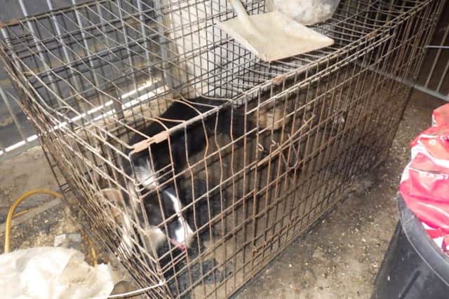 Image: RSPCA
