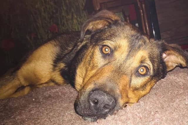 Rolo the Belgian Malinois and Rottweiler cross puppy who was dumped last June