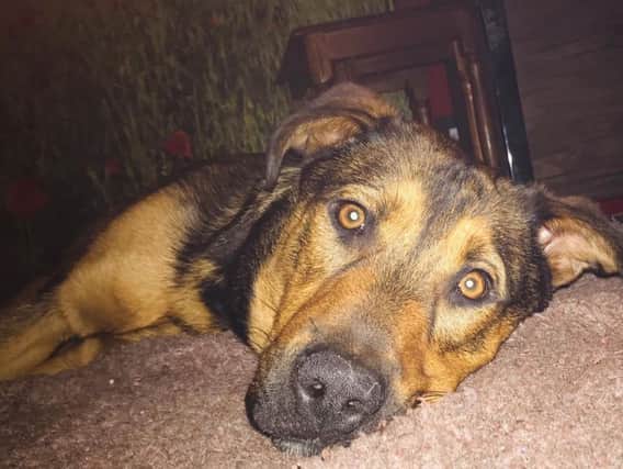 Rolo the Belgian Malinois and Rottweiler cross puppy who was dumped last June