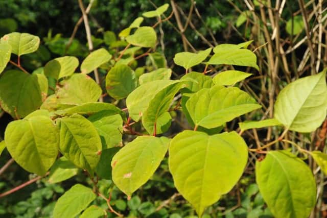 Japanese knotweed.