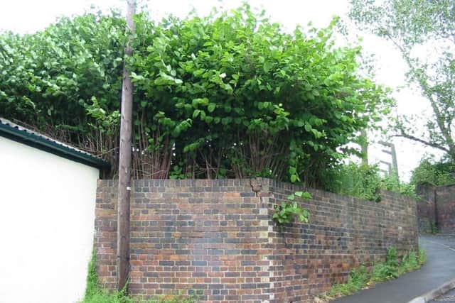 Knotweed growing tall over a brick wall.
