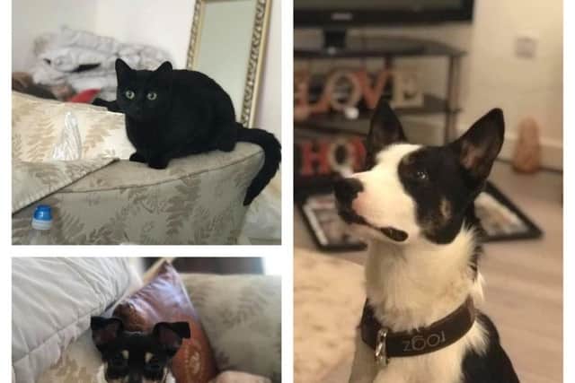 Bubble (top right), Dizzy (bottom right) and Doug were killed in the fire.