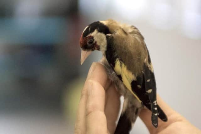 One of the birds. PIC: North Yorkshire Police