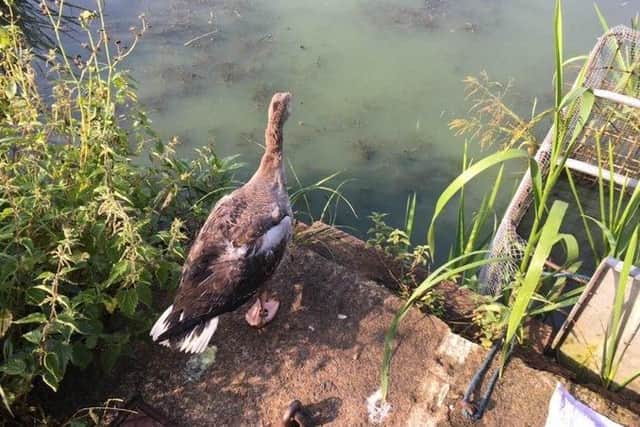 The greylag goose being released. PIC: RSPCA