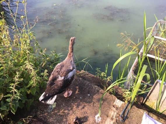 The greylag goose being released. PIC: RSPCA