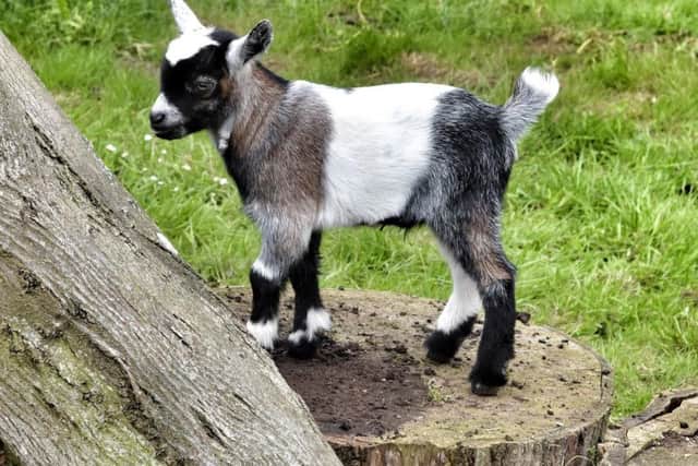 Baby pygmy goat at Sewerby Zoo