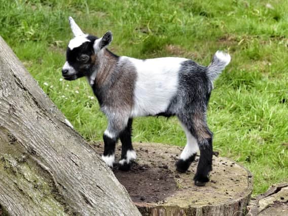 Baby pygmy goat at Sewerby Zoo