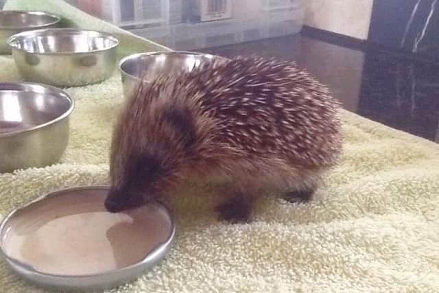 A hoglet enjoy a drink at Pickering Hedgehog Rescue