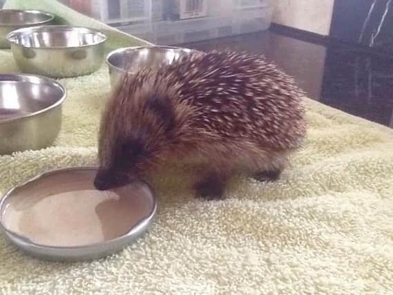 A hoglet enjoy a drink at Pickering Hedgehog Rescue