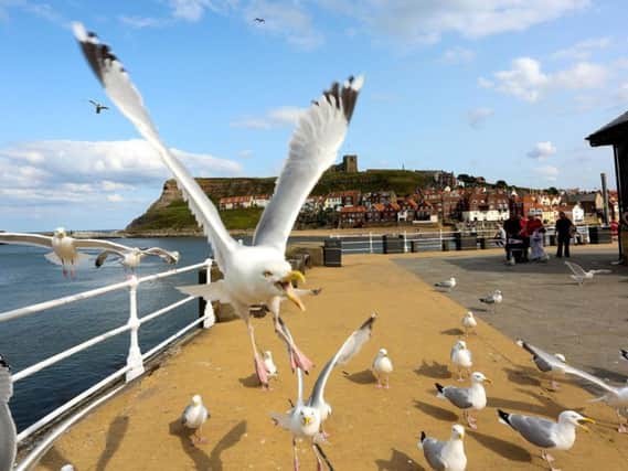 Staring at seagulls makes them less likely to steal your food, a new study has found.