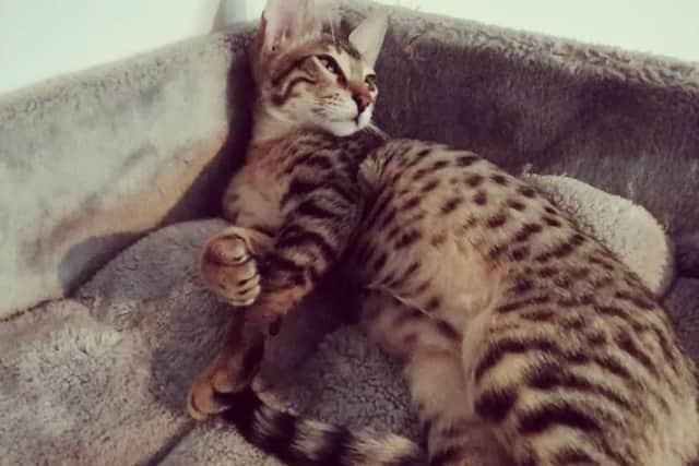 A Savannah cat.