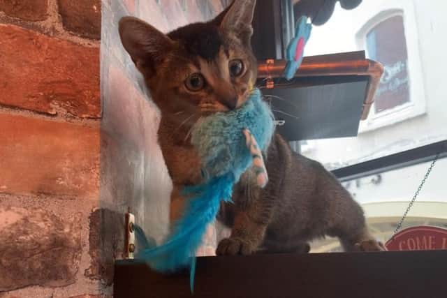 A Savannah/Chausie cross.