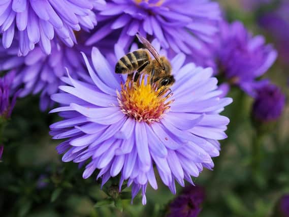 Making your garden more bee friendly is certain to make it bloom