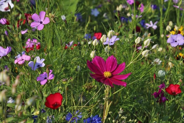 Bees adore wild flowers
