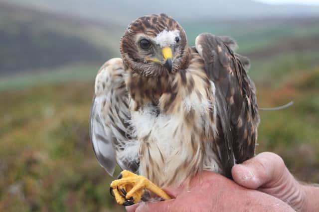 Hen harrier Arthur.