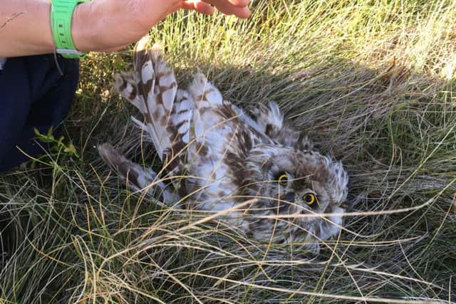 Shot-eared owl shot.