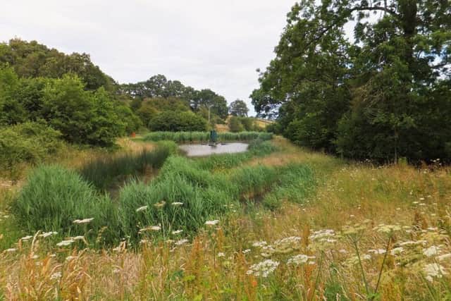 Reed bed water treatment.