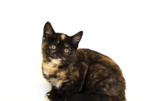 RSPCA appeal following the incident on Thursday