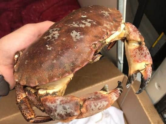Animal collection officer Martin Whiteley took the crab to SeaLife Centre in Scarborough