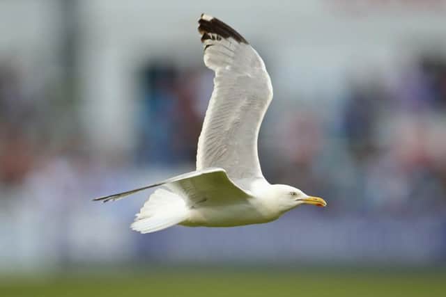 Seagull stock image. PIC: Getty