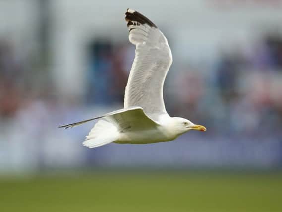 Seagull stock image. PIC: Getty