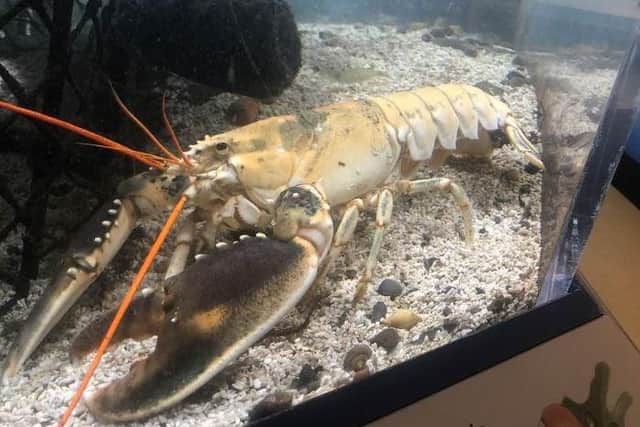 The albino lobster in its tank at the Old Coastguard Station in Robin Hood's Bay