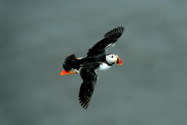 Wild Challenge at Easter, Bempton Cliffs, near Bridlington, Saturday April 4 to Sunday April 19

Calling all fun-loving families. Visit Bempton Cliffs and do the Puffin Trail, watch thousands of seabirds on the cliffs, or armed with a Discovery Backback, see what mini-beasts you can find along the Nature Trail. 

These activities count towards your Wild Challenge.

From April, the puffins arrive at Bempton Cliffs, the best place to see these cute creatures in mainland Britain.

Admission charges apply