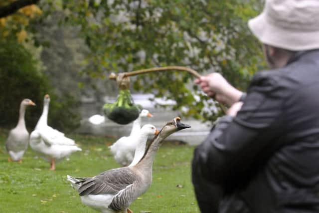Is it time to stop feeding the ducks bread? A council claim our feathered friends need their five-a-day instead of crumbs. pic Richard Ponter 144211