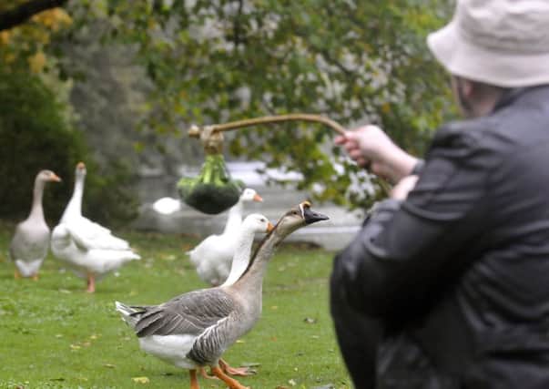 Is it time to stop feeding the ducks bread? A council claim our feathered friends need their five-a-day instead of crumbs. pic Richard Ponter 144211