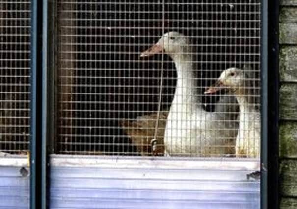 Ducks on a farm in Nafferton, East Yorkshire, where measures to prevent the spread of bird flu are under way after the first serious case in the UK for six years.