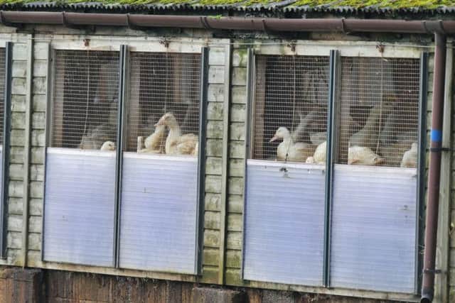 Ducks on a farm in Nafferton, East Yorkshire, where measures to prevent the spread of bird flu are under way after the first serious case in the UK for six years.