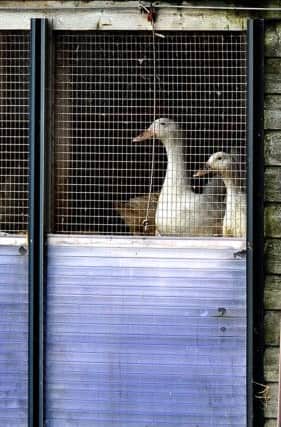 Ducks on a farm in Nafferton, East Yorkshire, where measures to prevent the spread of bird flu are under way after the first serious case in the UK for six years. PRESS ASSOCIATION Photo. Picture date: Monday November 17, 2014. Farmers around the country have been warned to be on alert after at least one case of the virus was confirmed at a duck breeding farm in East Yorkshire. See PA story ENVIRONMENT Flu. Photo credit should read: Steve Parkin/PA Wire