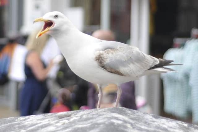 Seagull menace on the seafront.Picture Richard Ponter 133113e