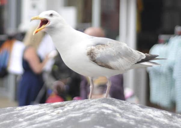 Seagull menace on the seafront.Picture Richard Ponter 133113e