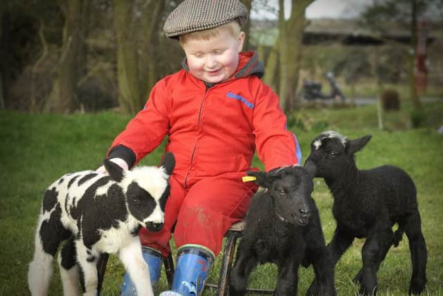 louis Herrington (3) , having fun with some early spring lamb triplets at Riverside Farm, Ayton. Pic Richard Ponter 140332c