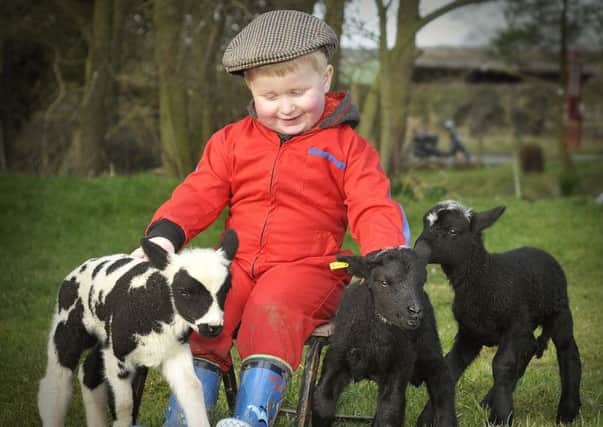 louis Herrington (3) , having fun with some early spring lamb triplets at Riverside Farm, Ayton. Pic Richard Ponter 140332c