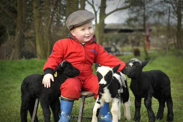 louis Herrington (3) , having fun with some early spring lamb triplets at Riverside Farm, Ayton. Pic Richard Ponter 140332a