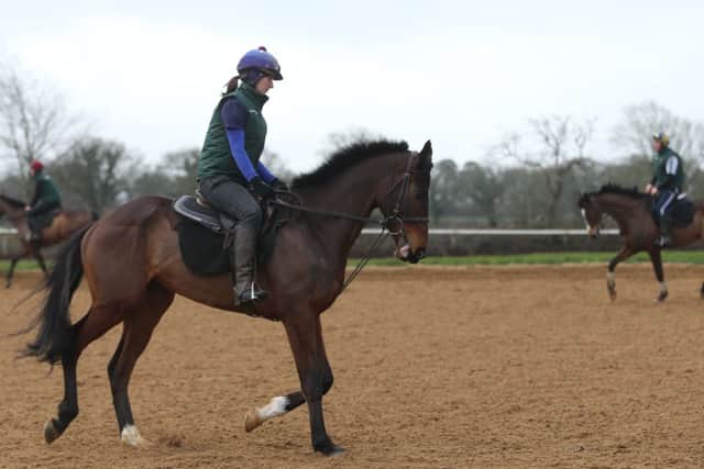 Douvan on the gallops during a visit to Closutton, Carlow, Ireland. PRESS ASSOCIATION Photo. Picture date: Wednesday January 18, 2015. See PA story RACING Mullins. Photo credit should read: Niall Carson/PA Wire.