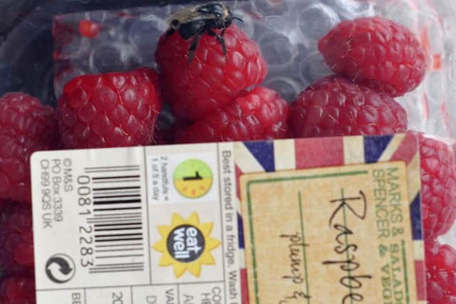 Scaborough local Ryan Mancrief found a live bee in his punnet of of raspberries from Marks and Spencers. pic Richard Ponter 152408a