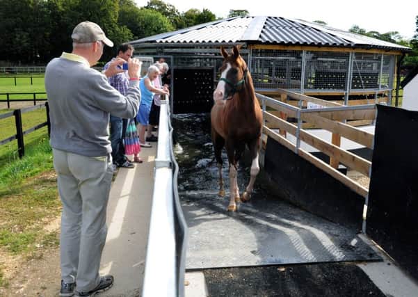 Betfair Malton Racehorse Stables Open Day. Top Notch Tonto in the equine water water at Brian Ellison's Spring Cottage Stables.
31st August 2014. Picture Jonathan Gawthorpe.