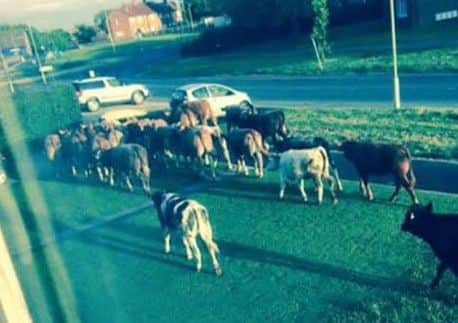 This was the image Eastfield's Jamie Heritage was greeted with when he opened his blinds at 5am today.