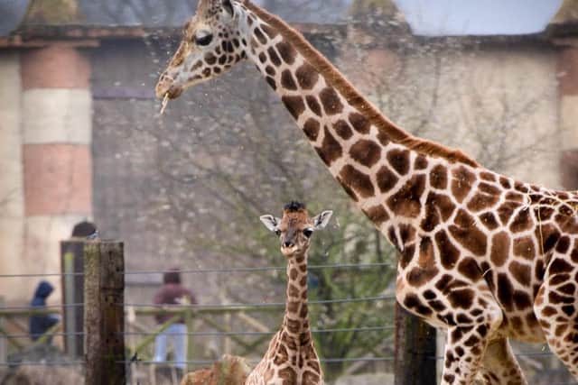 BABY GIRAFFE --- New baby giraffe at Flamingo Land, Kirkby Misperton. The new yet unnamed arrival is almost two weeks old and is just starting to venture outside with other giraffes at the park. // The new giraffe with other giraffes in the park. Friday 3rd April 2015. HARRY ATKINSON