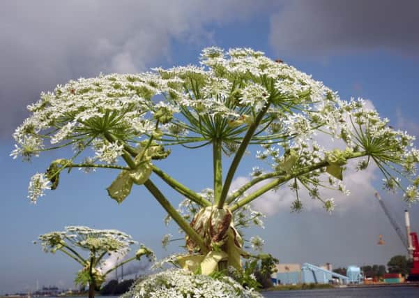 Giant Hogweed.