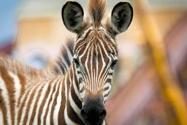 ZOO BABIES --- Newborn animals and young animals on display this season at Flamingo Land, Kirkbymisperton. // Four week old Grant's Zebra. Friday 24th July 2015. HARRY ATKINSON