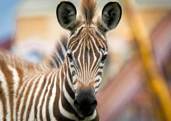 ZOO BABIES --- Newborn animals and young animals on display this season at Flamingo Land, Kirkbymisperton. // Four week old Grant's Zebra. Friday 24th July 2015. HARRY ATKINSON