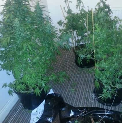 Cannabis plants found in a police raid on a Halifax house