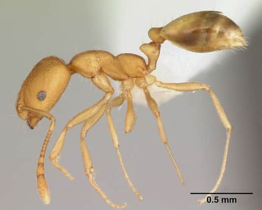 Pharaoh ants were an unbeknown species in the UK until recently