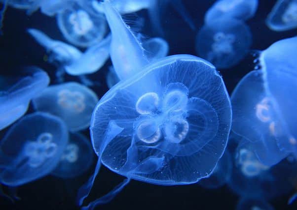 A Moon jellyfish.