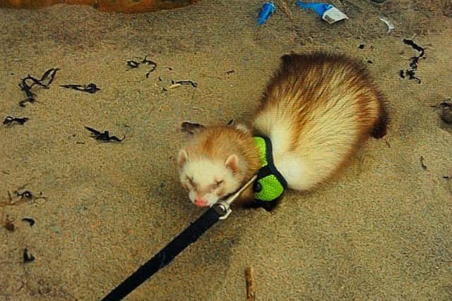Nebula the ferret died after being attacked by a greyhound